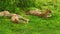 Cheetah cubs resting on grass