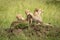 Cheetah cubs sit either side of mother