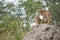 Cheetah cubs on a termite mound