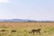 Cheetah and cubs walking the in the Greenland savannah on the lookout in the Maasai Mara National Game Reserve Park Riftvalley Nar