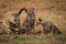 Cheetah cubs watch each other beside sibling