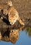 Cheetah drinking, and reflection