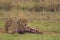 Cheetah Eating a Carcass