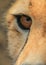 Cheetah eye close-up with tear mark