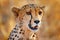 Cheetah face, Acinonyx jubatus, detail close-up portrait of wild cat. Fastest mammal on the land, Etosha NP, Namibia. Wildlife