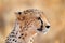 Cheetah face, Acinonyx jubatus, detail close-up portrait of wild cat. Fastest mammal on the land, Etosha NP, Namibia. Wildlife