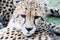 Cheetah face closeup
