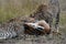 Cheetah family, catching and devouring a gazelle on the African savannah