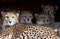 Cheetah family lying in a shelter