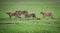 Cheetah family, mom and three juveniles