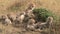 Cheetah family resting in Kenya