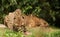 Cheetah feasting