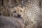 Cheetah feeding on a fresh kill 1