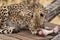 Cheetah feeding at Monarto Safari Park, South Australia