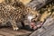 Cheetah feeding at Monarto Safari Park, South Australia