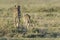 Cheetah female and cub