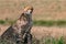 Cheetah fierce face portraits and cub in the Greenland savannah on the lookout in the Maasai Mara National Game Reserve Park Riftv