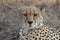 Cheetah with fierce stare in Masai Mara