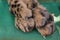 Cheetah foot closeup