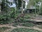 Cheetah in Forest Photo