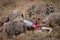 Cheetah and four cubs feed on carcase