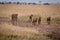 Cheetah and four cubs walk down track