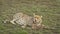 Cheetah with fresh kill, Masai Mara, Kenya