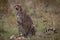 Cheetah with fresh kill in the Masai Mara, Kenya, Africa