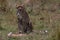 Cheetah with fresh kill in the Masai Mara, Kenya, Africa