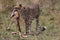 Cheetah with fresh kill in the Masai Mara, Kenya, Africa