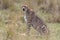 Cheetah with fresh kill in the Masai Mara, Kenya, Africa