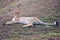 Cheetah, friendly animals at the Prague Zoo. View of the cheetah in the Prague Zoo. Cheetah relaxing on a grass hill. Predatory