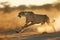 Cheetah in Full Sprint at Sunset, AI Generated