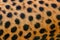 Cheetah fur coat spotted detail. Acinonyx jubatus, detail close-up portrait of wild cat. Fastest mammal on the land, Nxai Pan