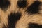 Cheetah fur macro