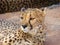 Cheetah Gaze, Namibia, Africa