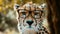 Cheetah with glasses, cool leopard with sunglasses. AI Generative