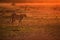 Cheetah in the golden light, Masai Mara