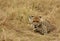 Cheetah in grassland of  Masai Mara