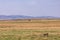 Cheetah in the Greenland savannah on the lookout in the Maasai Mara National Game Reserve Park Riftvalley Narok County Kenya East