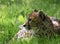 Cheetah Head and Face focus in Grass