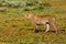 The cheetah hunting. Ndutu, Serengeti, Tanzania