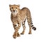 cheetah isolated on white.Generative Ai