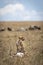 Cheetah with its prey sitting with her kill with vultures watching from a distance in Masai Mara in Kenya