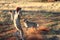 Cheetah jumping and running to meat Kalahari Namibia