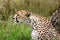 Cheetah Keeping Watch