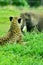 Cheetah keeping watch on passing elephant