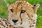 Cheetah in Kenya