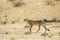 Cheetah in Kgalagari transfrontier park, South Africa