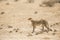 Cheetah in Kgalagari transfrontier park, South Africa